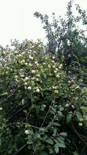 Участок 8,5 сот. (ИЖС)