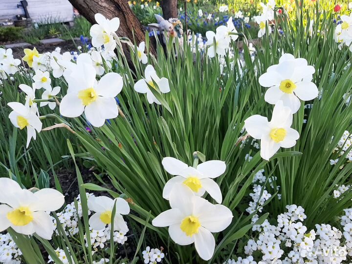 Луковицы нарциссов