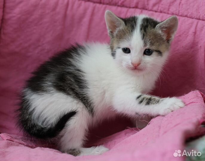Котята крохи в добрые руки