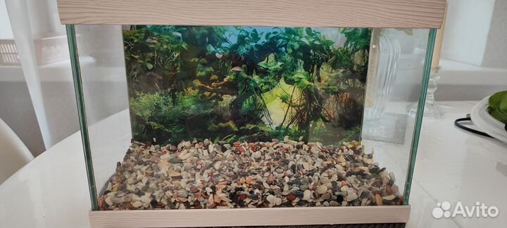 Аквариум, декор и средства ухода