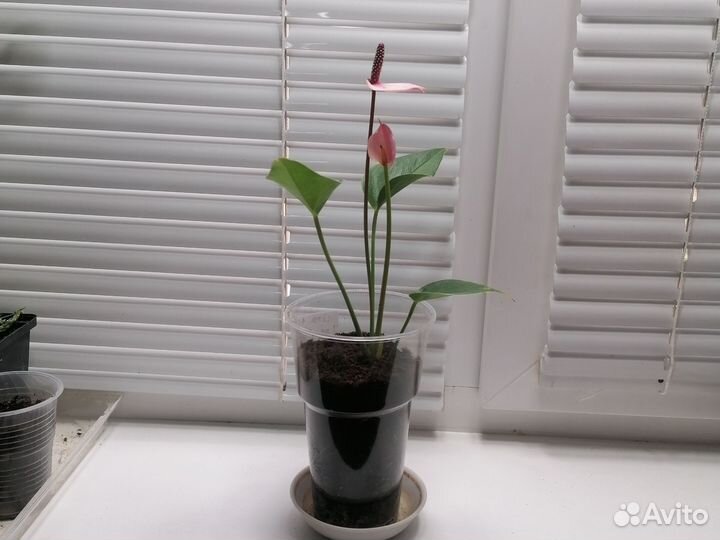 Антуриум Lipa Pink