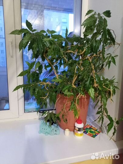 Гибискус китайская роза