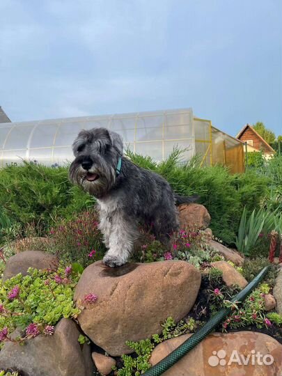 Цвержик перцовый