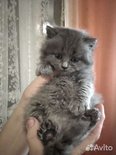 Котик голубой британец