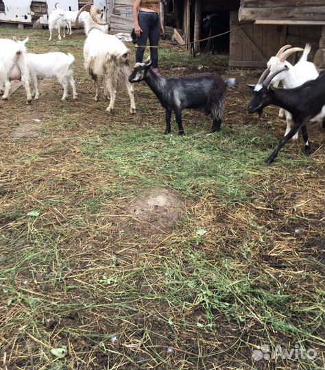 Козы козлята