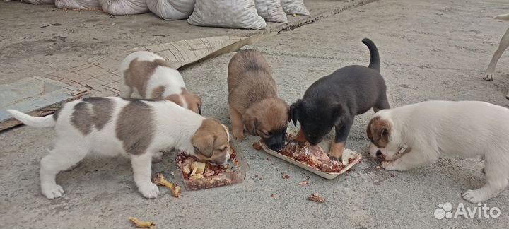 Щенки мама Джек Рассел папа не известно