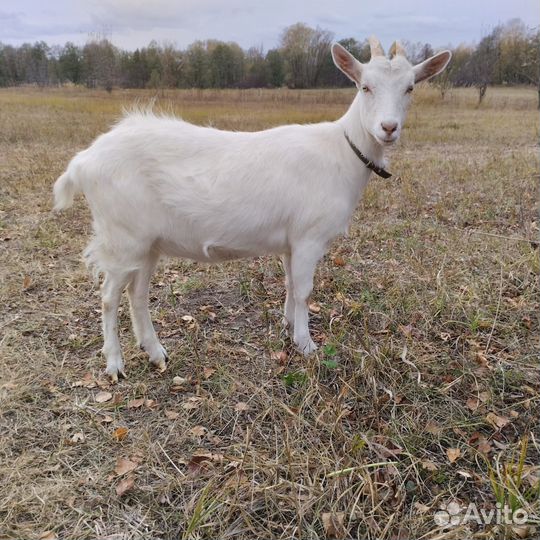 Продам козочку