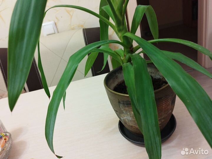 Юкка дерево счастья