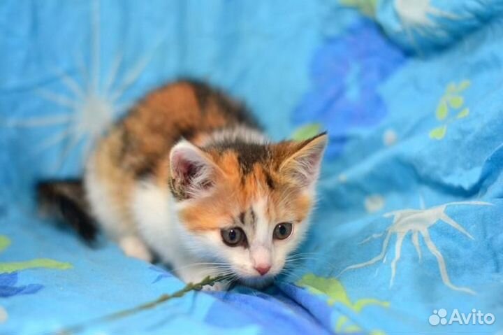 Трехцветные котята