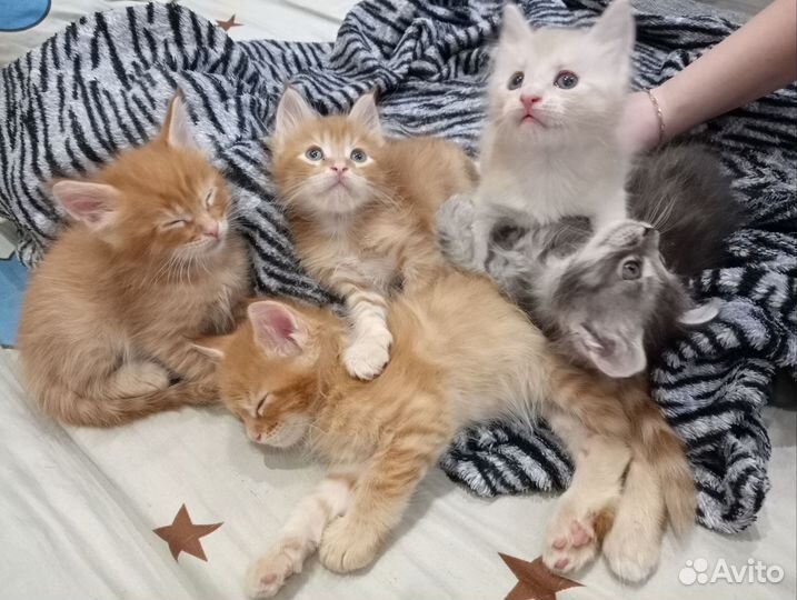 Котята мейн-кун