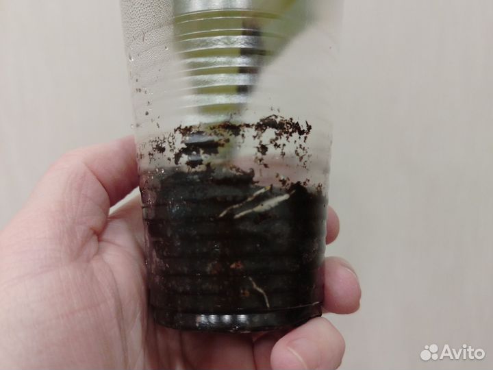 Фикус лирата бамбино