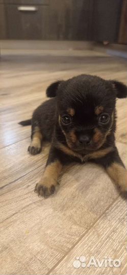 Щенок девочка в добрые руки