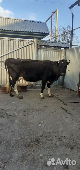 Продам корову