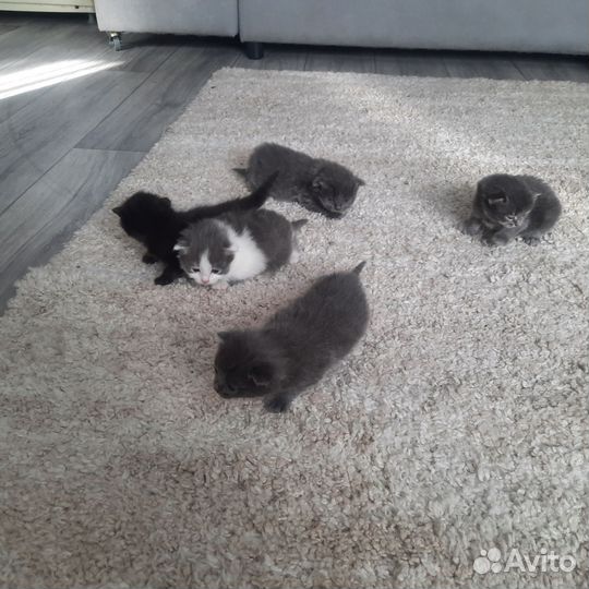 Сибирская кошка