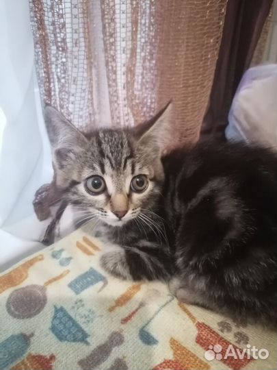 Котятки в добрые руки