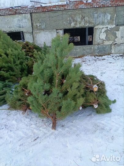 Сосна новогодняя оптом