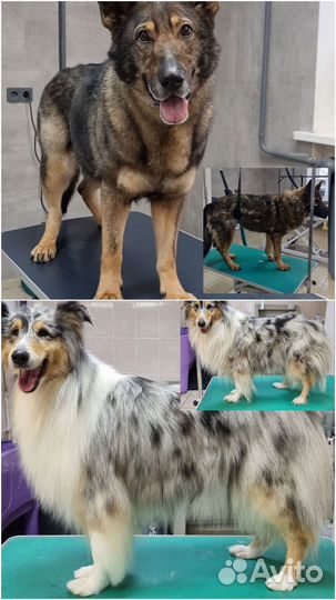 Грумер, стрижка собак, экспресс линька