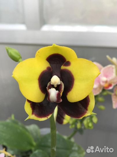 Фаленопсисы Азия - часть 3