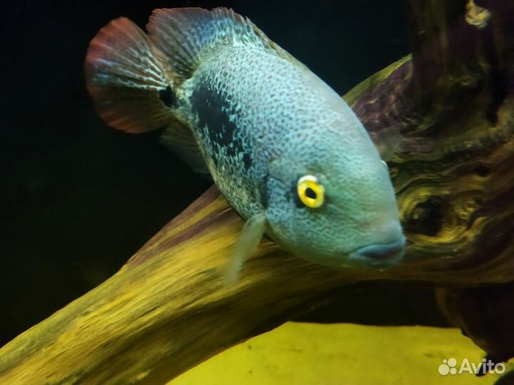 Американские цихлиды