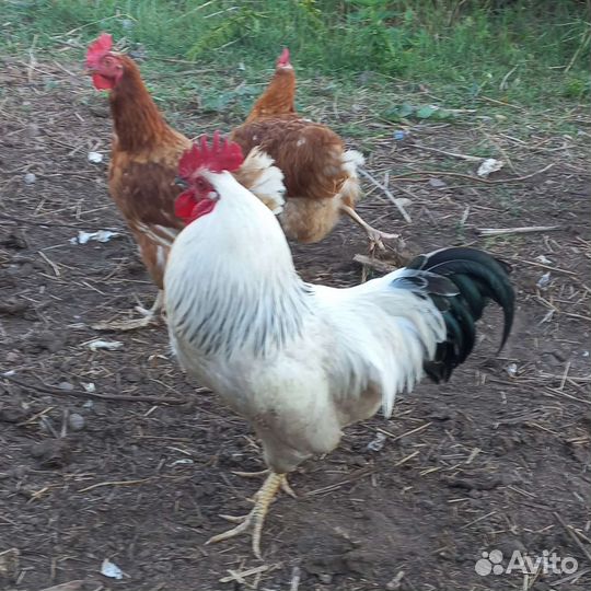 Петух породы Адлерская серебристая, 9 месяцев