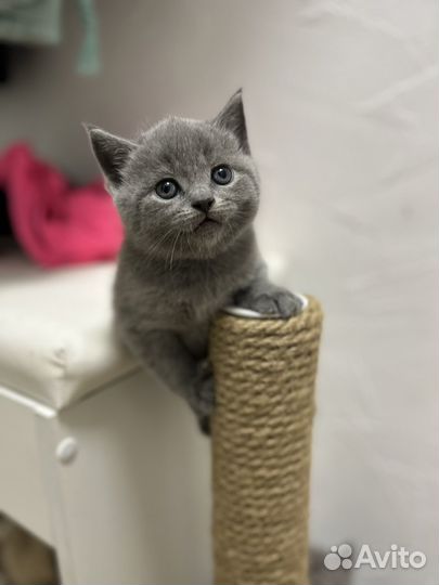 Британские котята