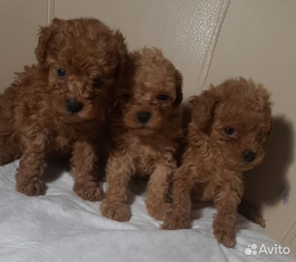 Мальтипу Микро Мини тикап той пудели