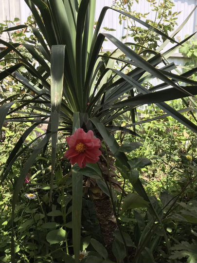 Дом 50 м² на участке 3 сот.