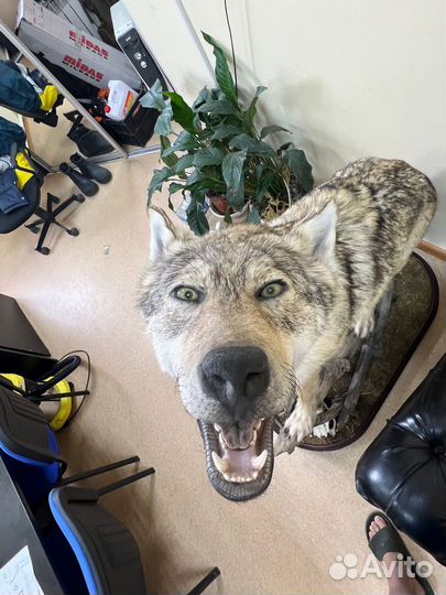 Чучело волка