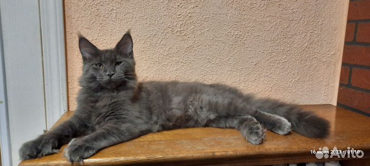 Голубая девочка полидакт с документами