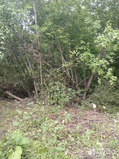 Продам яблоневые деревья на корню