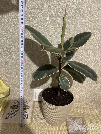 Комнатные цветы