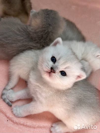 Котята породистые