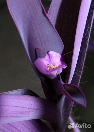 Фиолетовая традесканция Сеткрезия