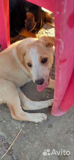 Щенки, мальчик и 2 девочки