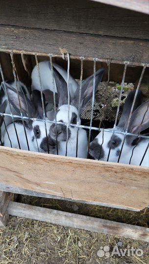 Кролики нпв (строкач)