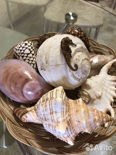 Набор из натуральных ракушек. Корабль