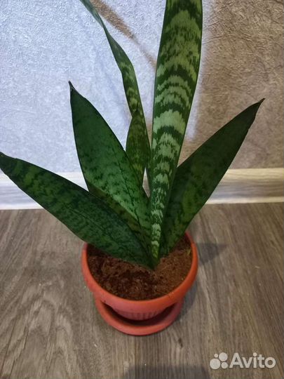 Сансевиерии сортовые