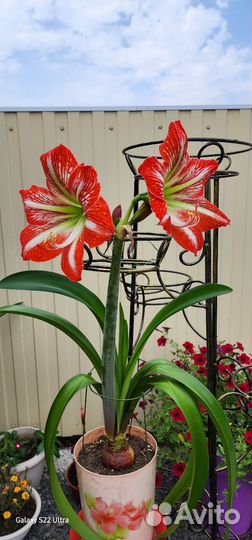 Гиппеаструм