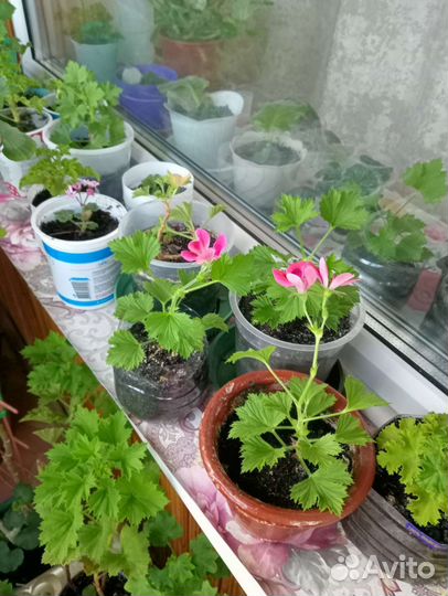 Пеларгония герань