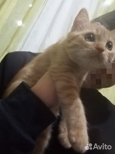 Котята