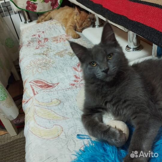 Кошечка Мейкун