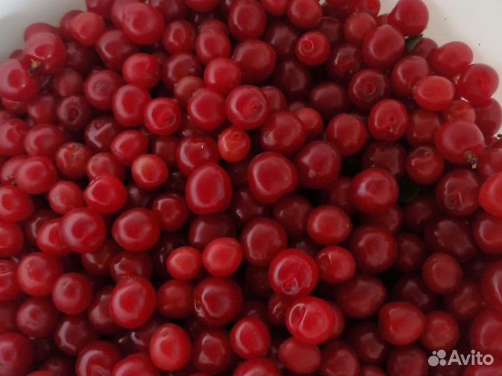 Вишня ягода