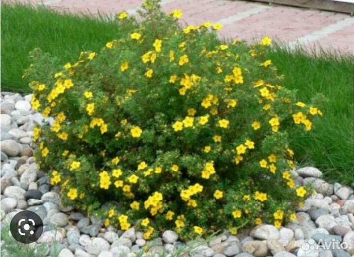 Декоративные цветущие кустарники, юкка