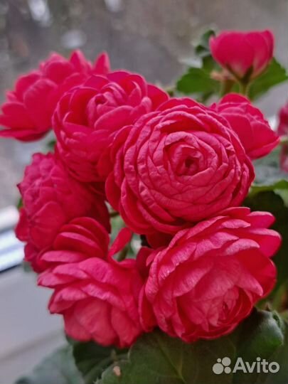 Пеларгония герань Pac Viva Rosita черенок