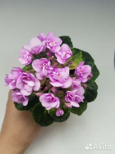 Фиалка сортовая мини