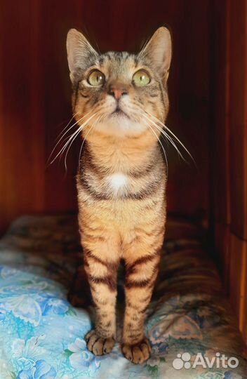 Котей в добрые руки