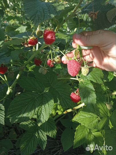 Саженцы малины