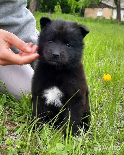 Щенки бельгийской овчарки Грюнендаль