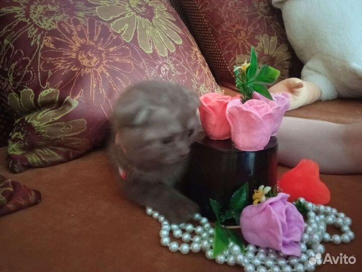 Шотландские вислоухие