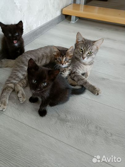 Кошка